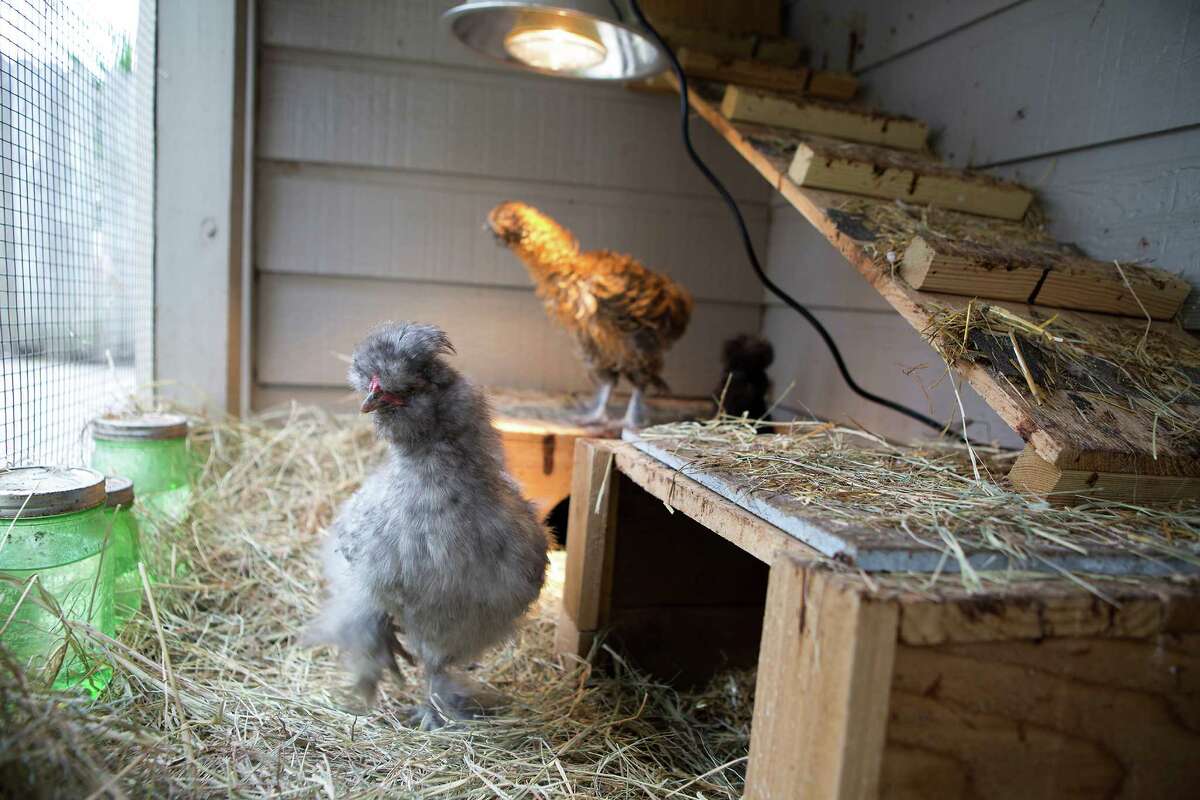 Chickens are seen in a coop at a house in the Heights, Monday, March 16, 2015, in Houston. The Grahams run a company called The Garden Hen where they build custom coops, do educational sessions in schools (hatching chicks) and various other chicken-related goodness. (Cody Duty / Houston Chronicle)