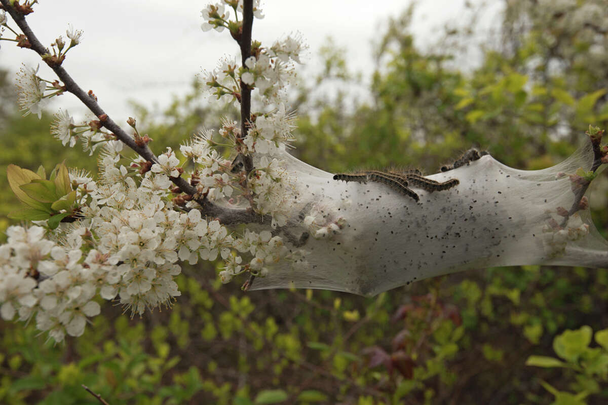 Tent caterpillar swarms causing power outages near Houston