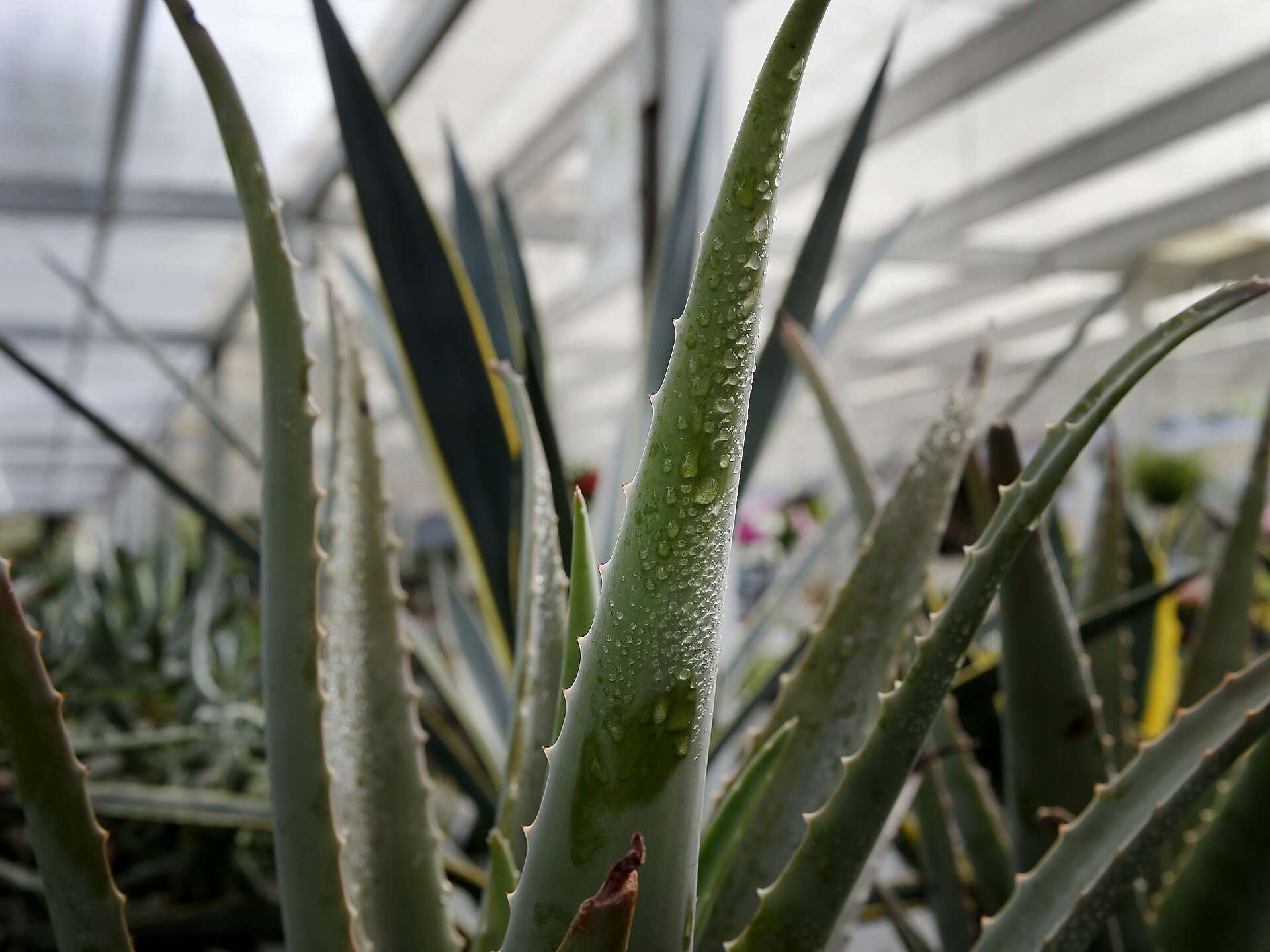 No evidence of aloe vera found in the aloe vera at Wal-Mart, CVS, Target