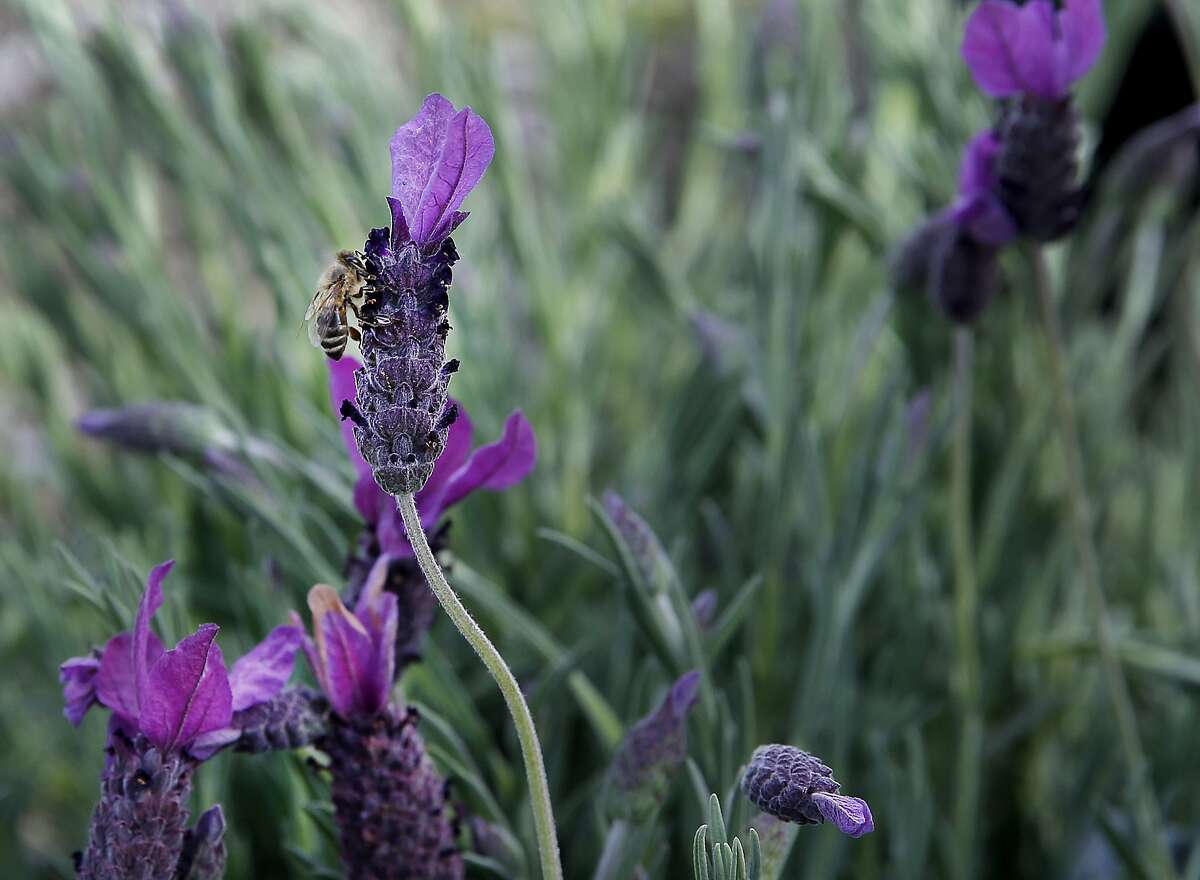Africanized bees swarm into River Oaks, other upscale areas around Houston