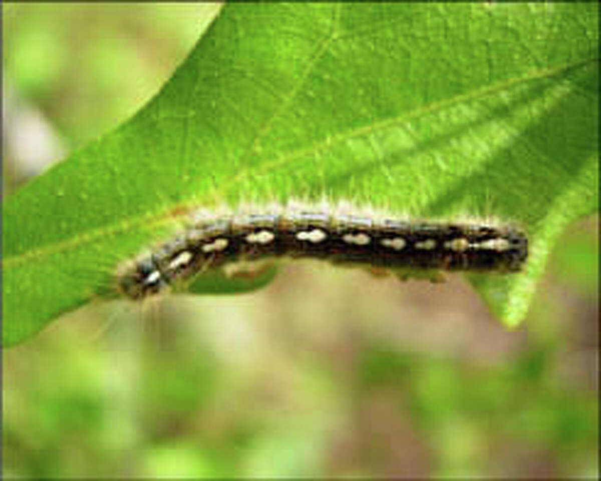 Tent caterpillar swarms causing power outages near Houston