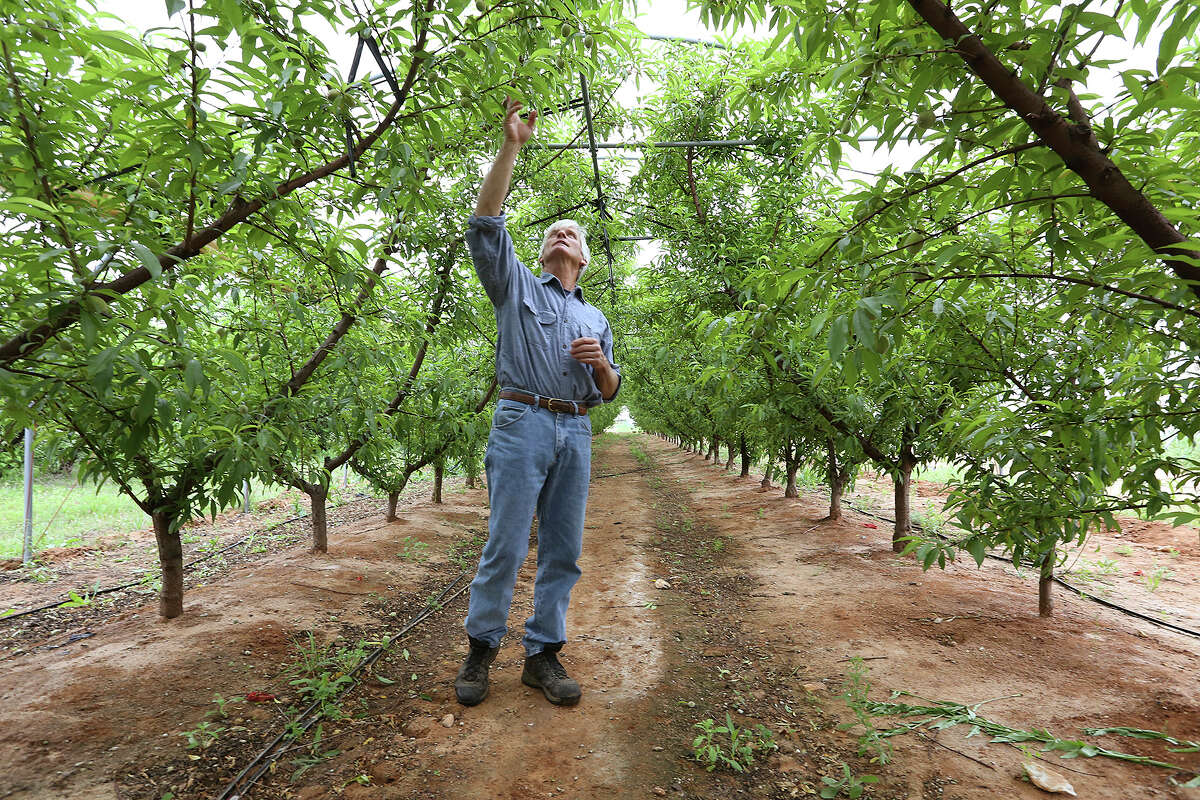 Russ Studebaker checks out a crop of peaches growing under a high tunnel at his Studebaker Farms between Fredericksburg and Stonewall on Tuesday. Studebaker has 3,000 peach trees on 30 acres at his farm. Barring a spring hail storm, the weather this year has cooperated.
