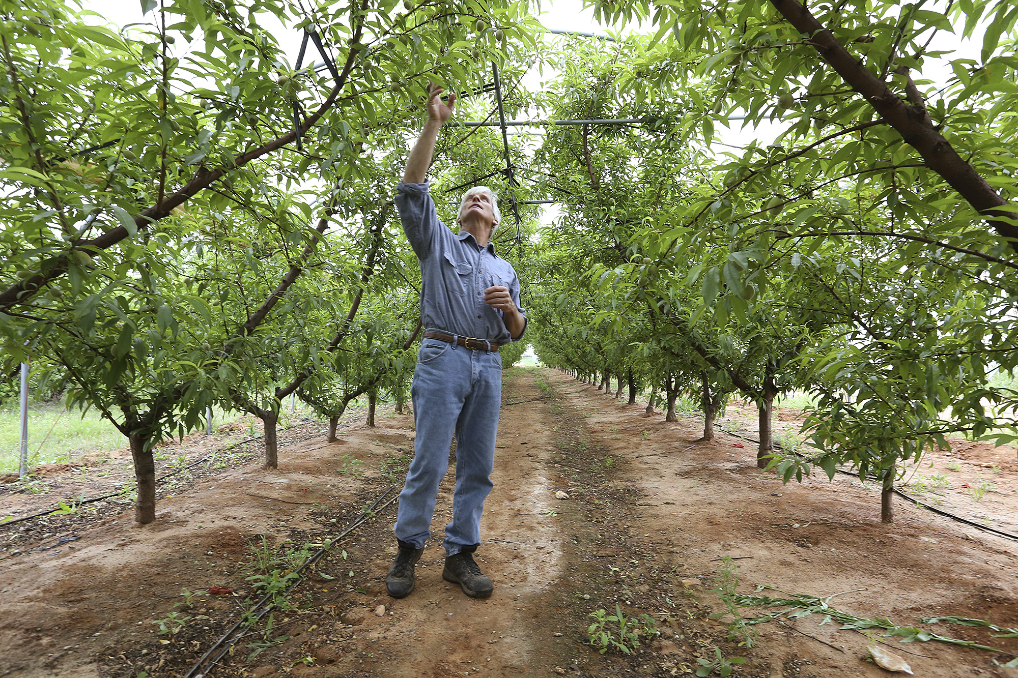 Outlook good for the Hill Country peach crop