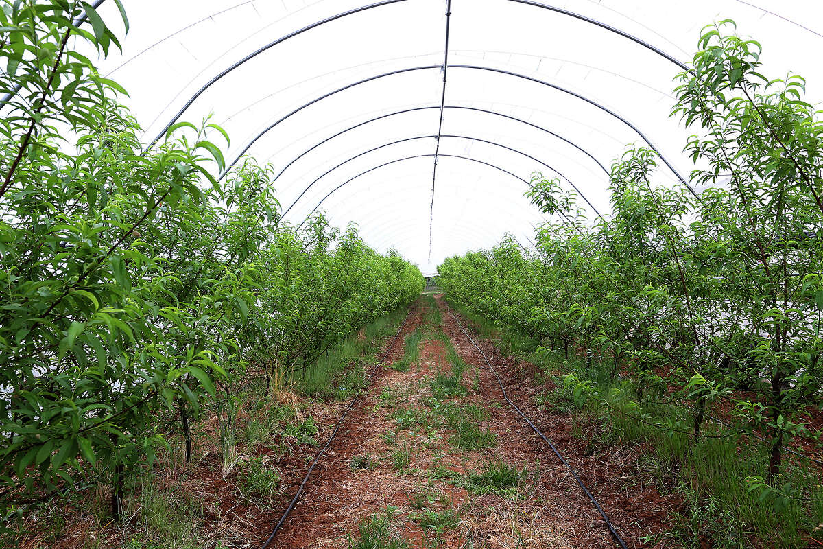 Peach trees bearing fruit grow under a high tunnel at the Studebaker Farms. Barring a spring hail storm, Fredericksburg could p[roduce the best crop it’s had since 2010.