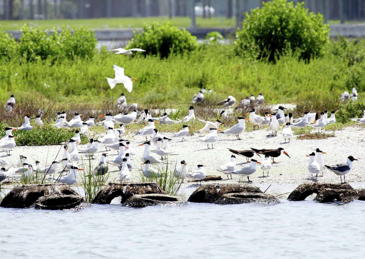 Conservation groups are pushing for Texas to use federal Restore Act funds ﻿for significant coastal restoration projects such as this West Galveston Bay project that used dredge spoil to create a nesting island for ﻿coastal birds.﻿