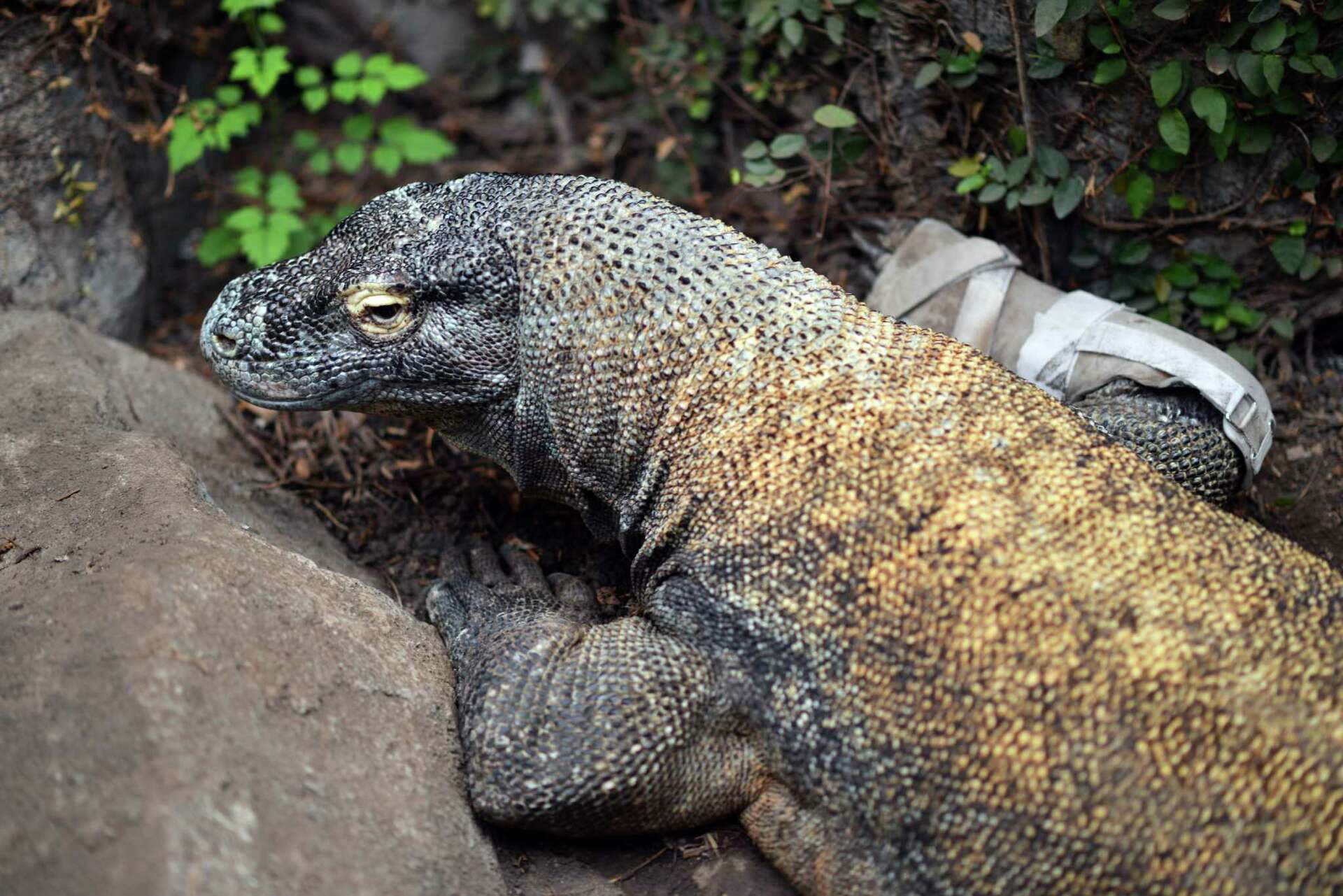 Komodo dragon at Houston Zoo gets brace from Baylor specialists