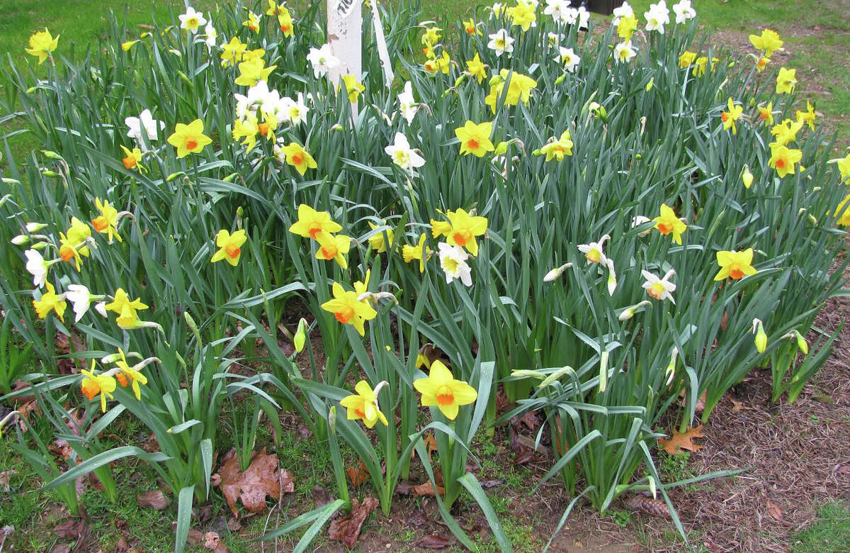 Annual daffodil show set in Greenwich