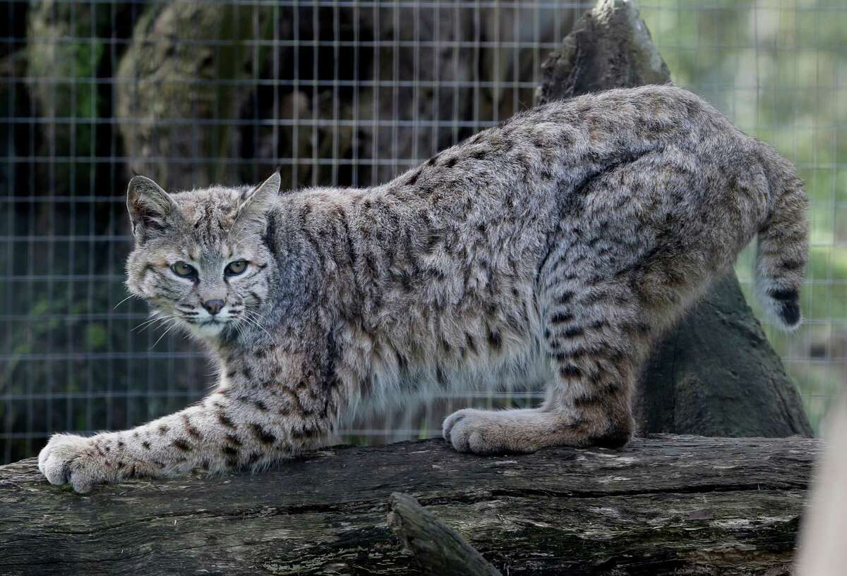 Wildlife advocates back state ban on trapping bobcats