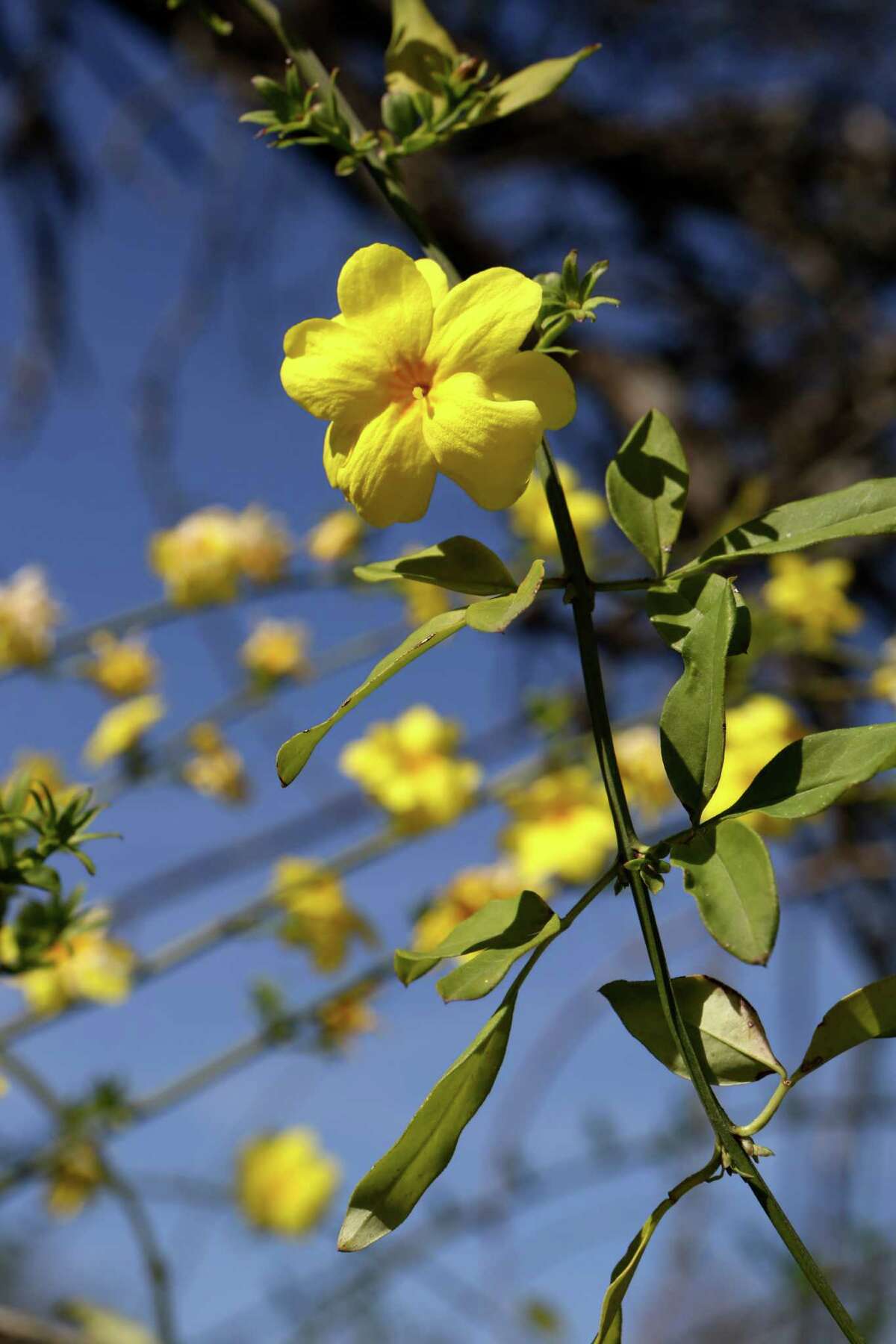 Gardeners treated to spring bouquets