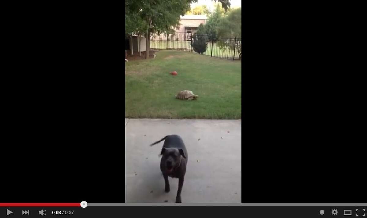 Texas tortoise and pit bull’s friendship sensation