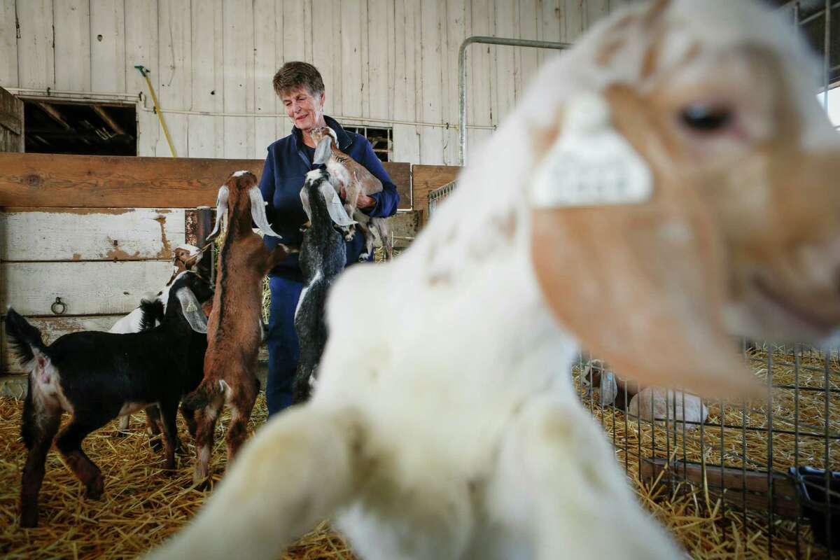 Farmstead dairies on the Petaluma cheese trail