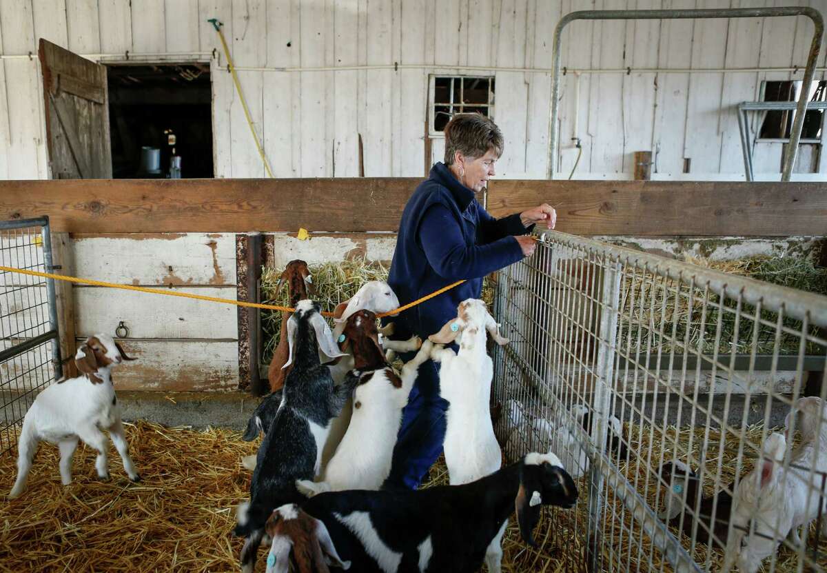 Farmstead dairies on the Petaluma cheese trail