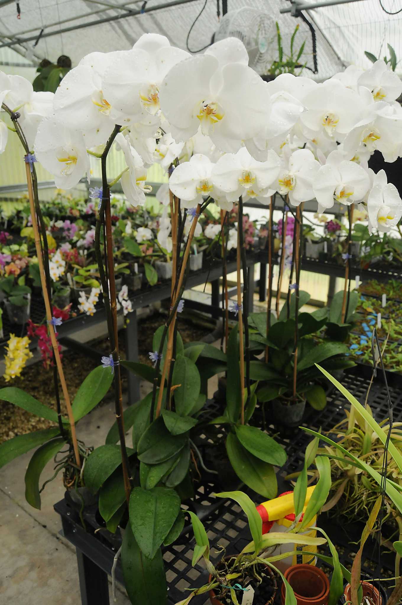 CosMic Plants - FAQ: Is Orchid bark better, or sphagnum moss