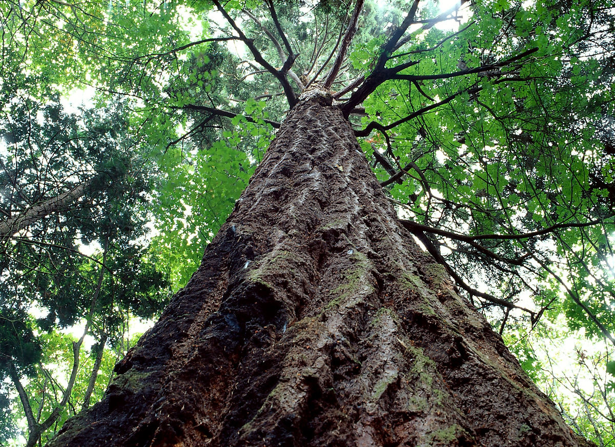 Connelly: Tree-hugging and thinking about the earth on Earth Day