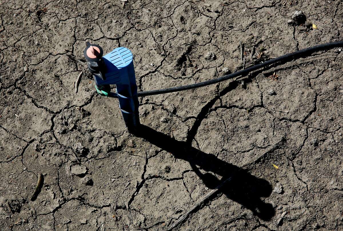 In this photo taken Friday March 27, 2015, low-flow water emitter sits on some of the dry, cracked ground of farmer Rudy Mussi's almond orchard in the Sacramento-San Joaquin Delta near Stockton, Calif. As California enters the fourth year of drought, huge amounts of water are mysteriously vanishing from the Sacramento-San Joaquin Delta, and farmers whose families for generations have tilled fertile soil there are the prime suspects. Delta farmers deny they are stealing water, still, they have been asked to report how much water they're pumping and to prove their legal right. Mussi says he has senior water rights in a system more than a century old that puts him in line ahead of those with lower ranking, or junior, water rights.(AP Photo/Rich Pedroncelli)