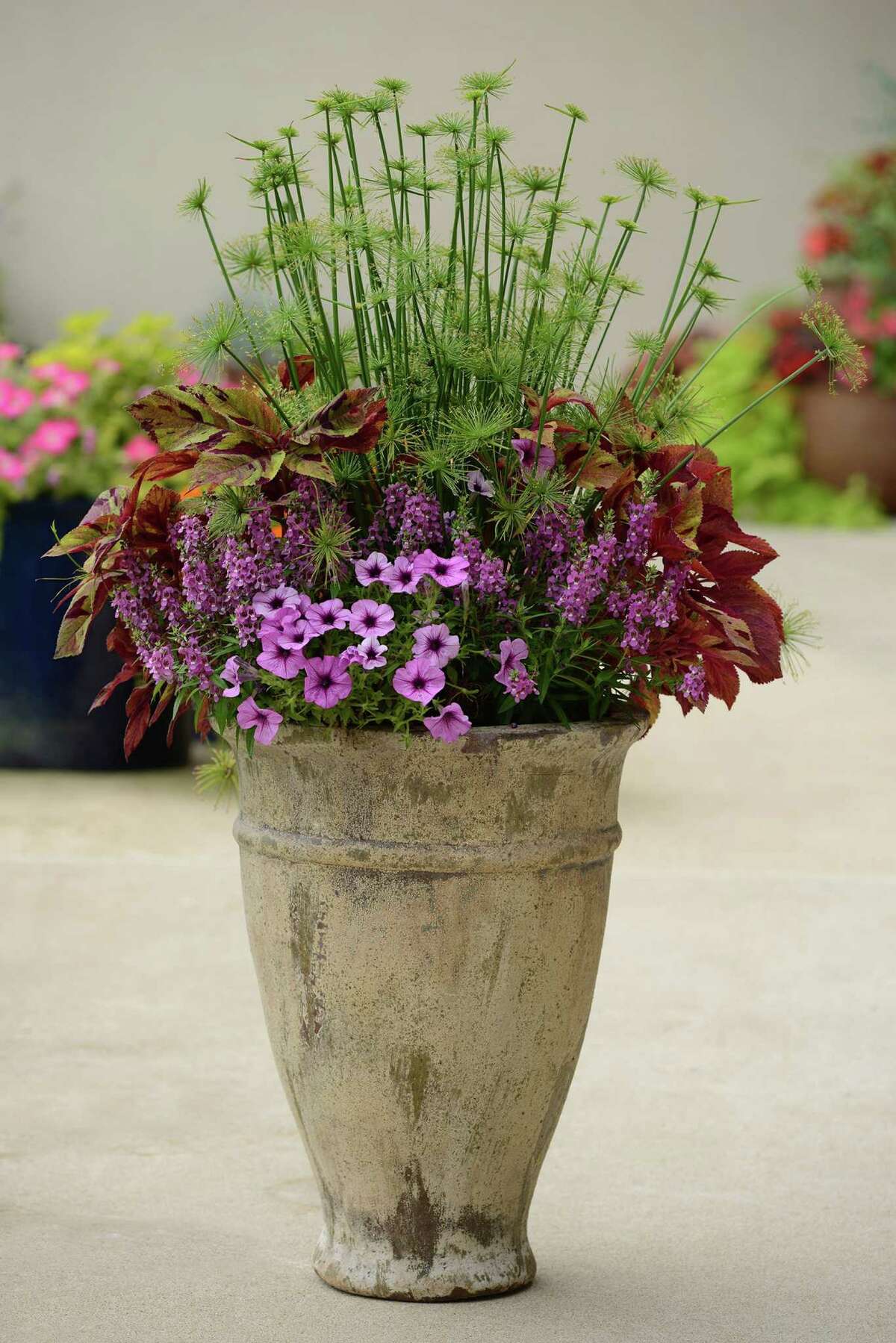 ﻿Plants can add color to the front of a house.