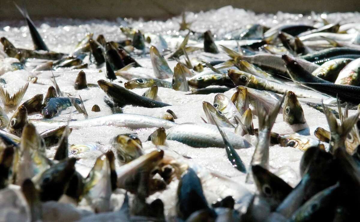 Sardine population collapses, prompting ban on commercial fishing