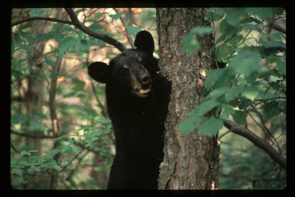Hunters take to added black bear season in New York