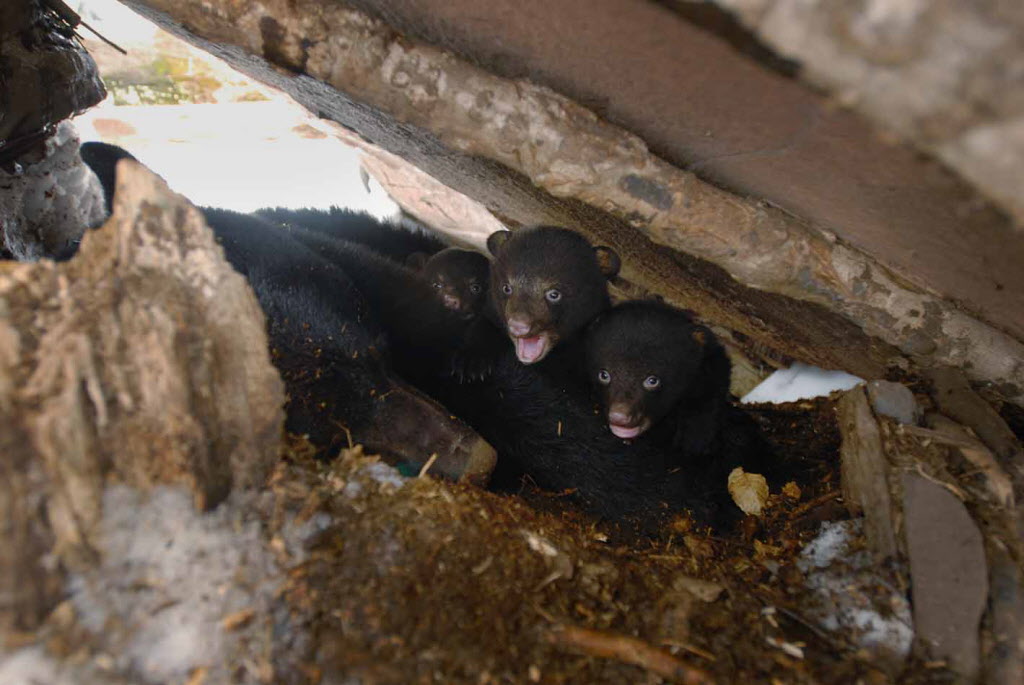 Bear cub euthanized after woman picks it up in Saratoga County - Times Union