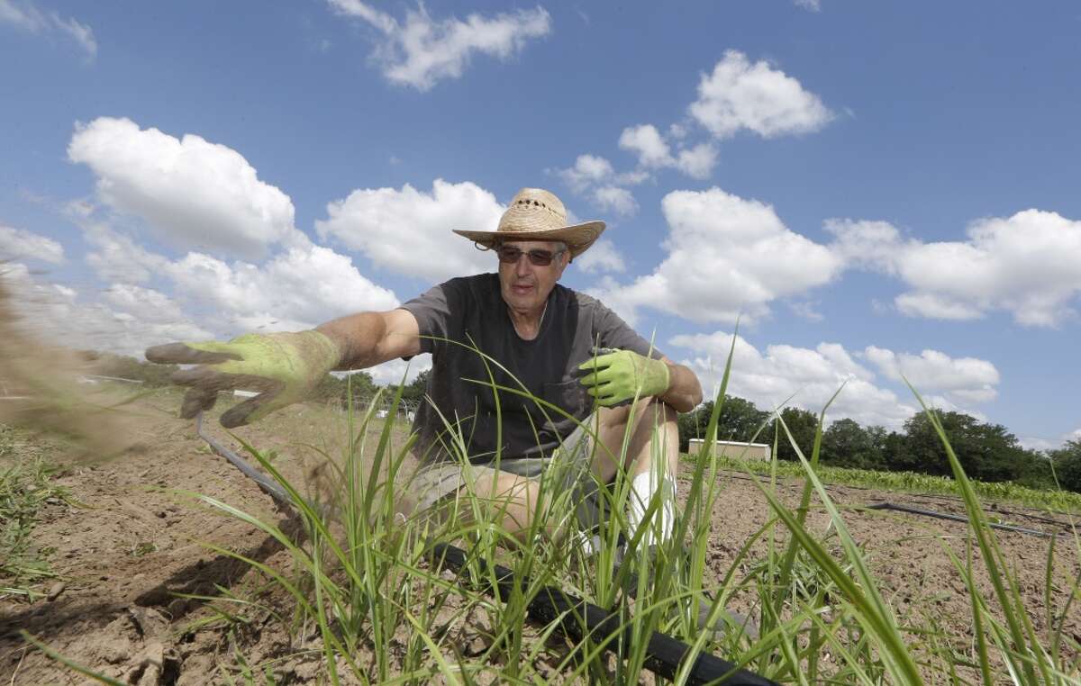 Mike Reitinger pulls weeds from a row of squash growing at the Shiloh Field community garden in Denton, Texas, Thursday, May 29, 2014. Unlike most Texas communities that have embraced the lucrative oil and natural gas booms, Denton leaders are considering a petition to ban hydraulic fracturing. Although sitting on top of the Barnett Shale, believed to hold one of the largest natural gas reserves in the U.S., Denton would rather be known for having the largest community garden in the U.S. (AP Photo/LM Otero)