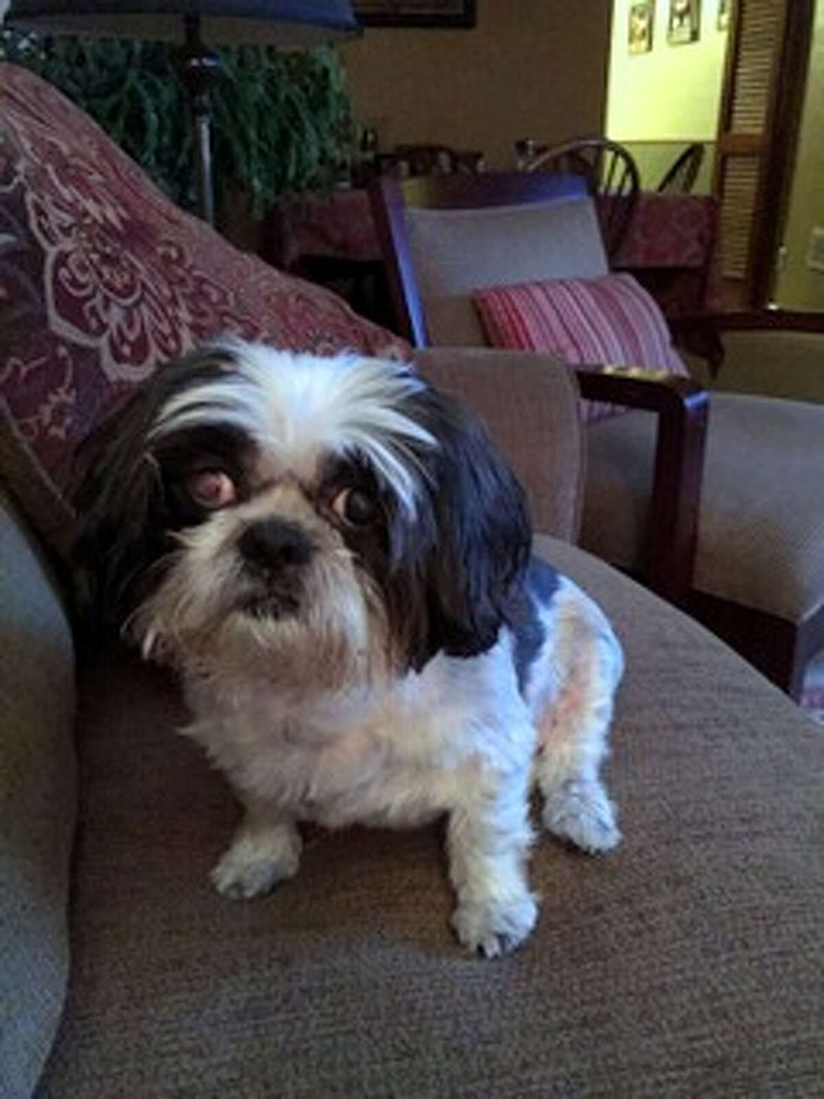 Schenectady dog euthanized after killing neighbor's pet