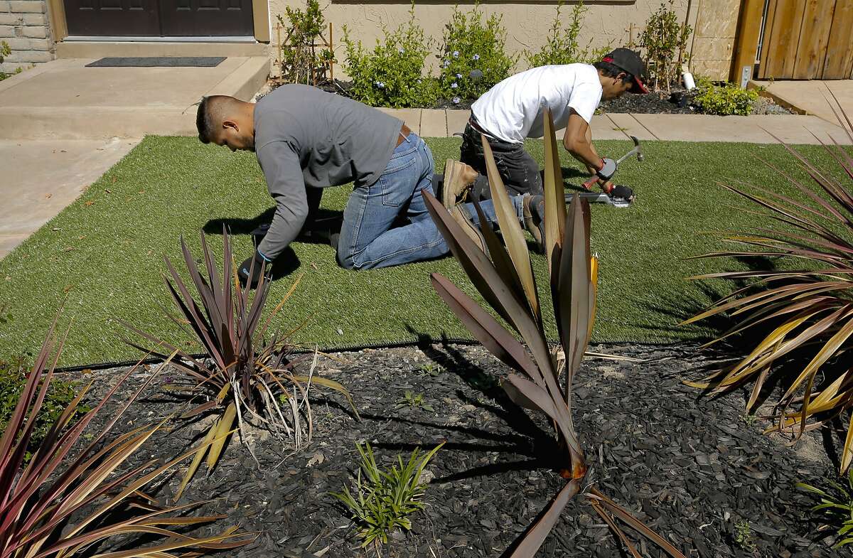 Giovanny Perez, (left) and Willie Hernandez with Diamond Greens, secure the roll with nails during the installation of an artificial lawn at a home in Walnut Creek, Calif., on Wed. April 15, 2015. With the current fourth year of drought throughout the state of California the artificial grass business is booming.