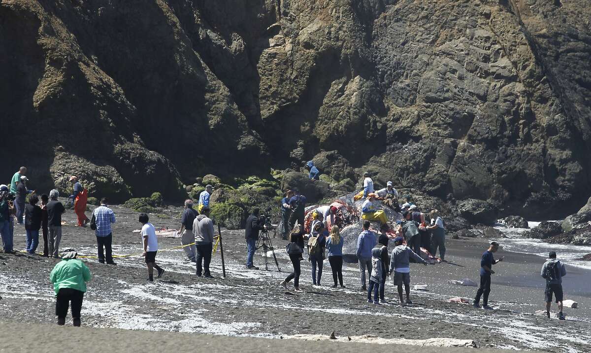 Pacifica Beached Whale’s Cause Of Death Remains A Mystery