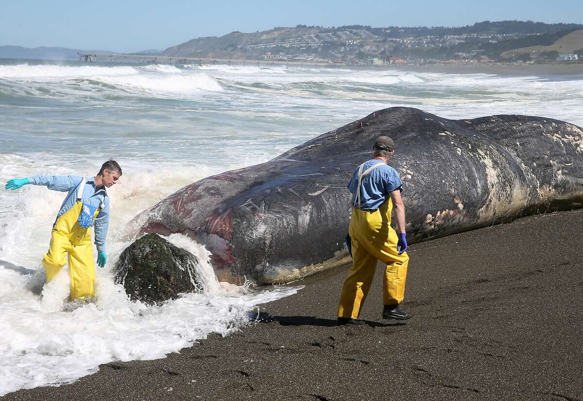 Pacifica beached whale’s cause of death remains a mystery