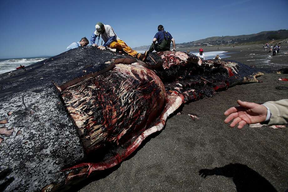beach mystery: another dead whale washes up in pacifica