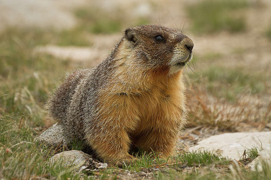 Amazing wildlife in our National Parks - seattlepi.com