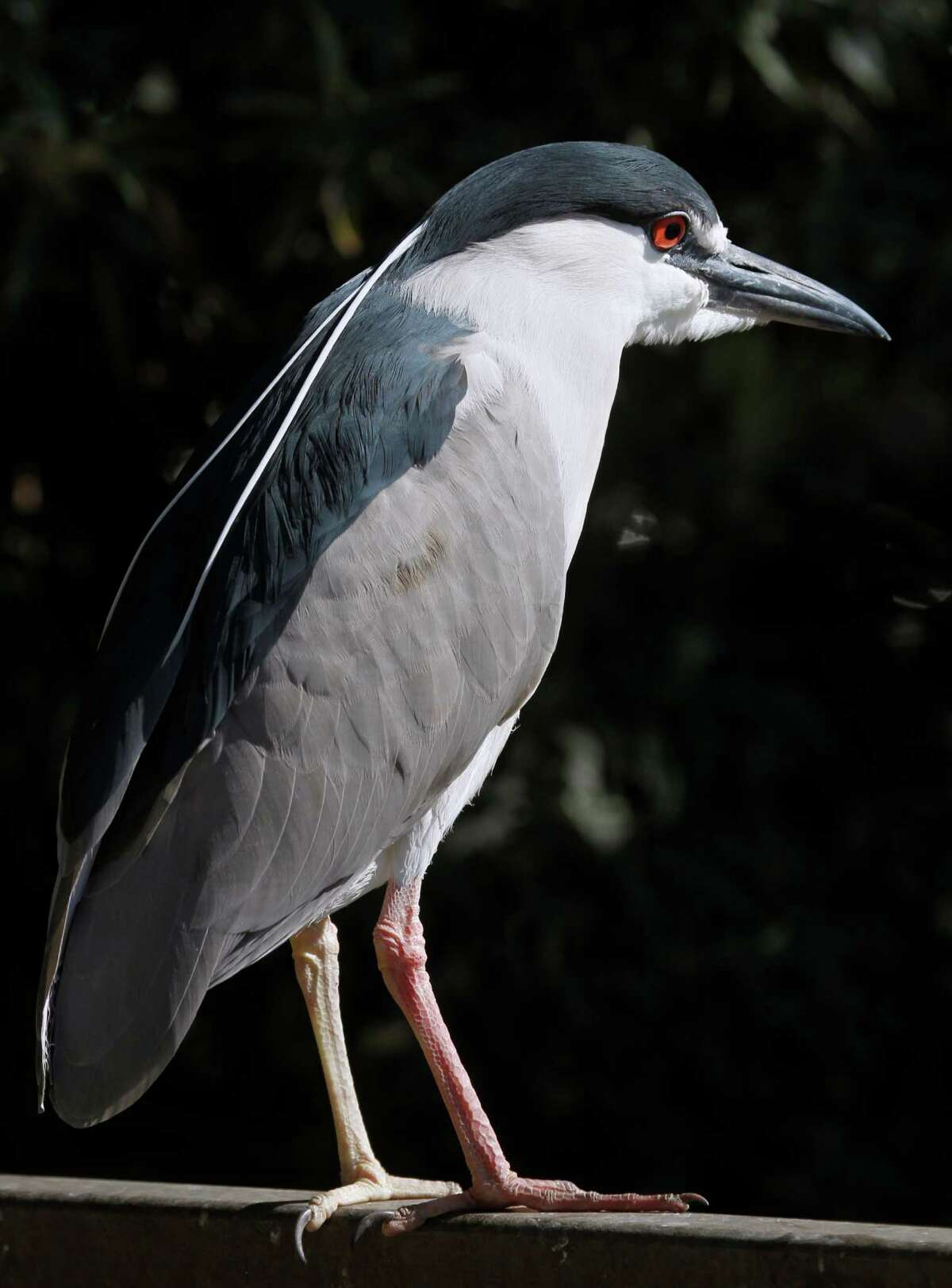 Oakland’s blackcrowned night herons backed by Audubon