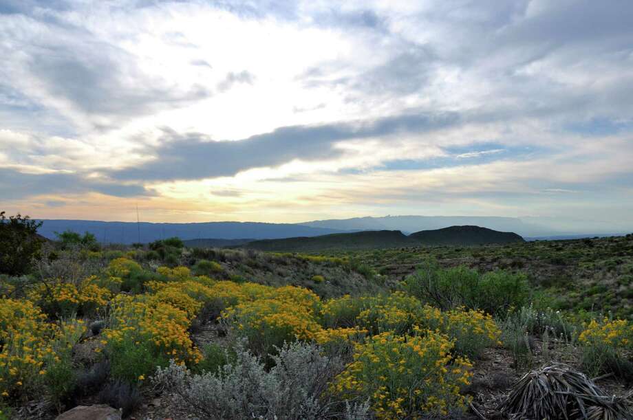 desert is in full bloom in big bend national park texas