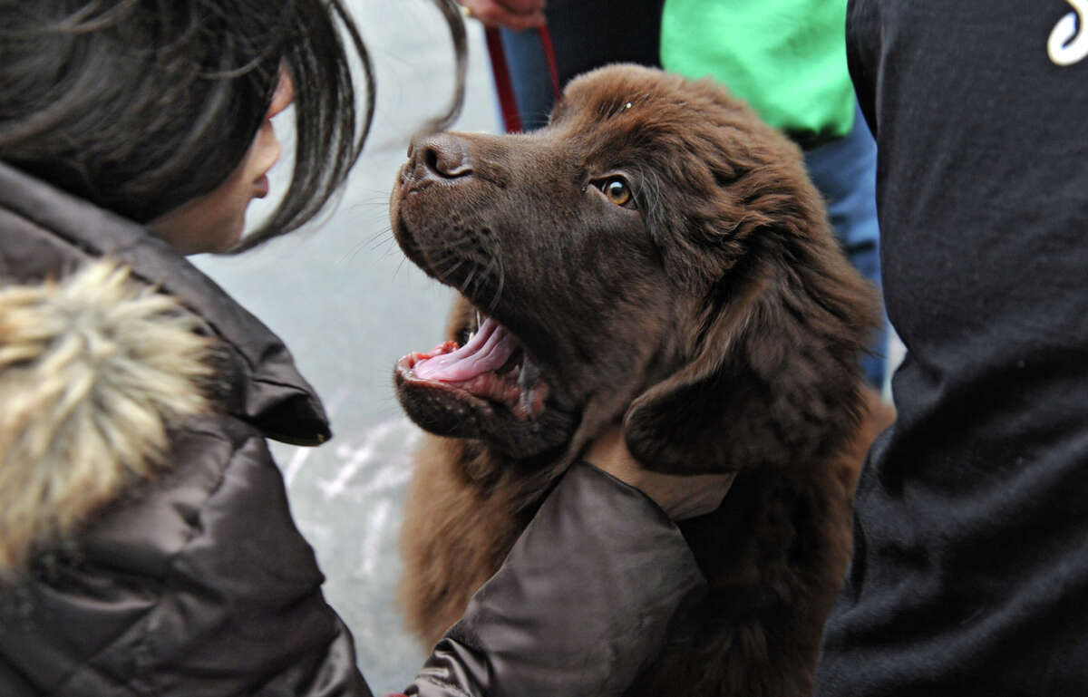 Data show which dog breeds live the shortest