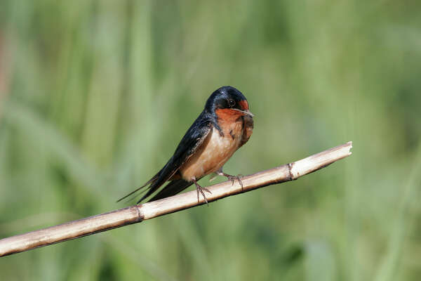 Barn Swallows Are Nest Building Marvels Houstonchronicle Com