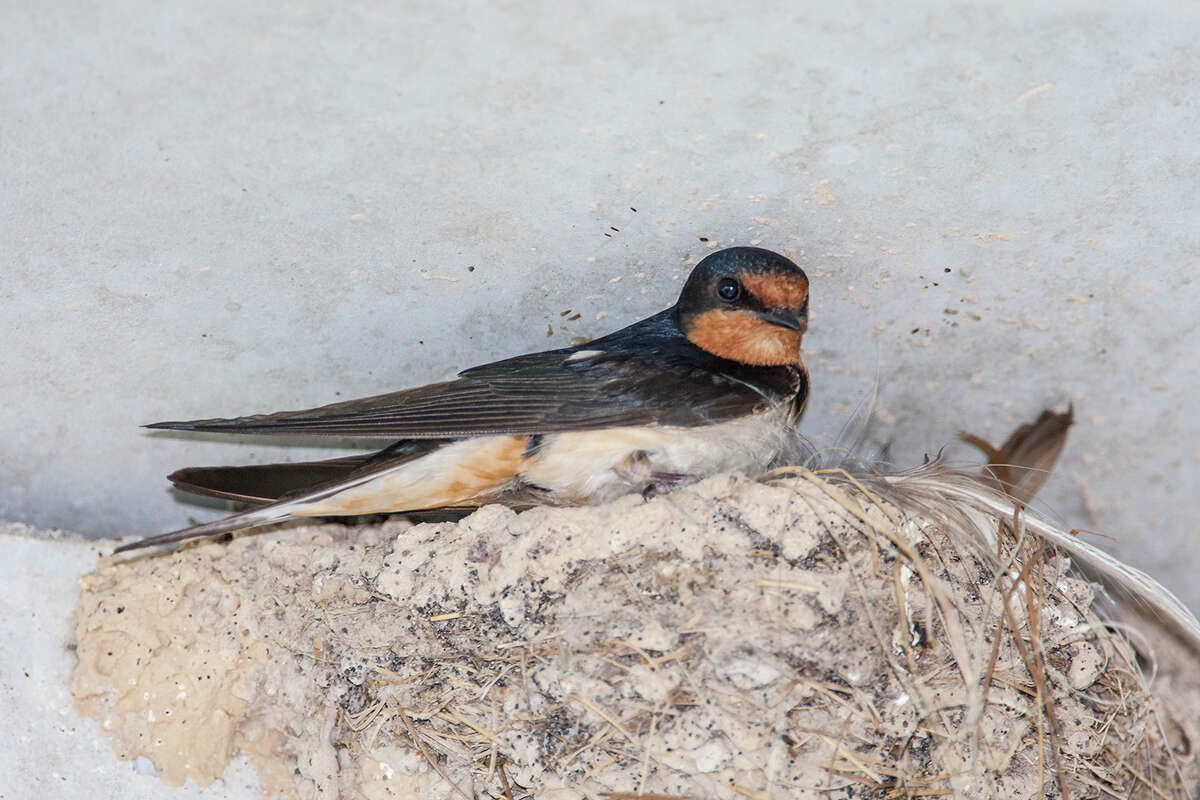 Barn swallows are nestbuilding marvels