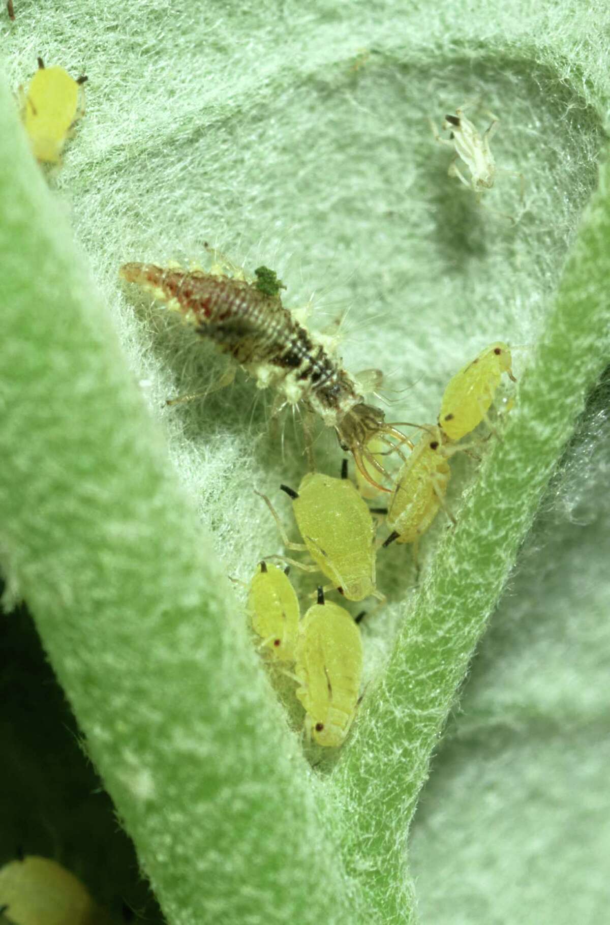 A lacewing larva uses its hollow pincerlike mandibles to suck juices out of aphids.