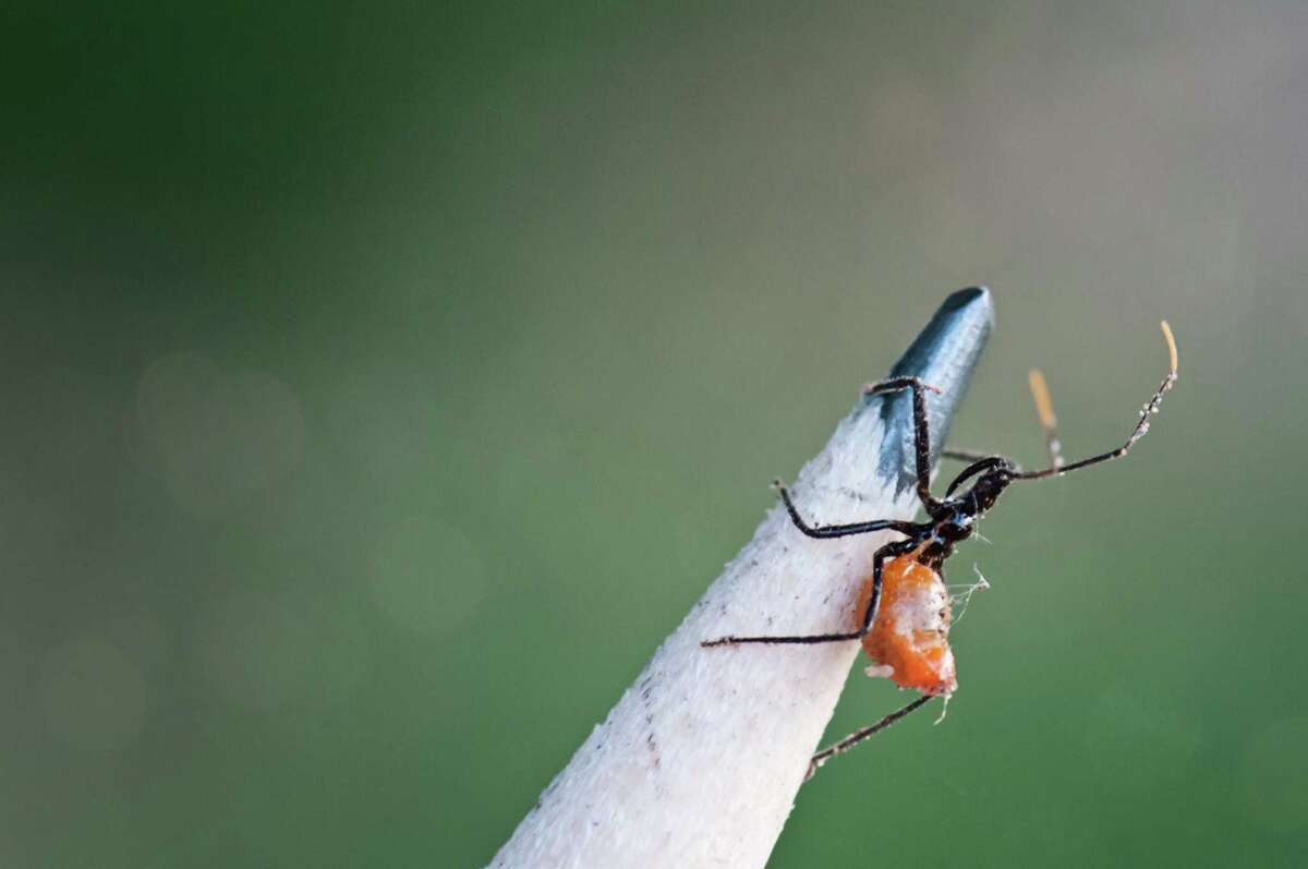 It’s a bugeatbug world