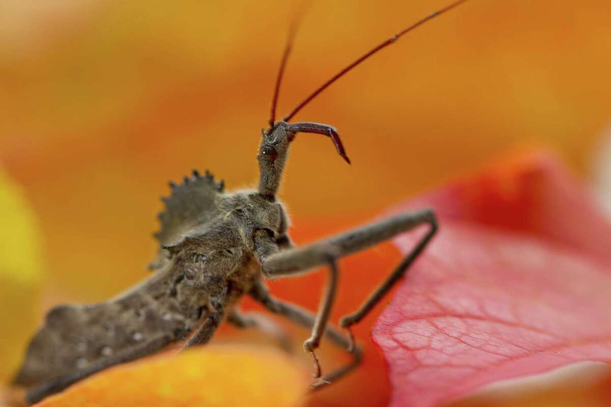 It’s a bugeatbug world