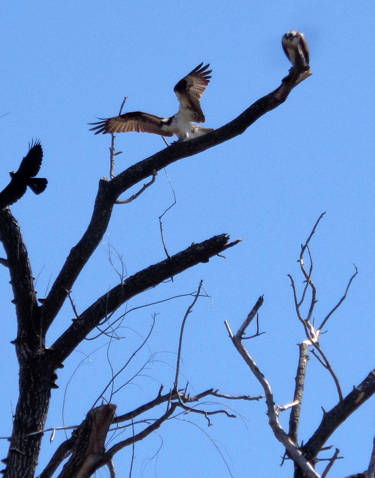 Post Road perch Ospreys back at Westport nesting spot