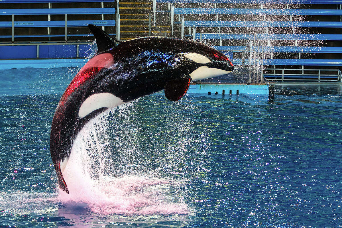 SeaWorld San Diego’s attendance was hurt by negative publicity from a recent legal battle in California over the park’s ability to breed whales, executives said.