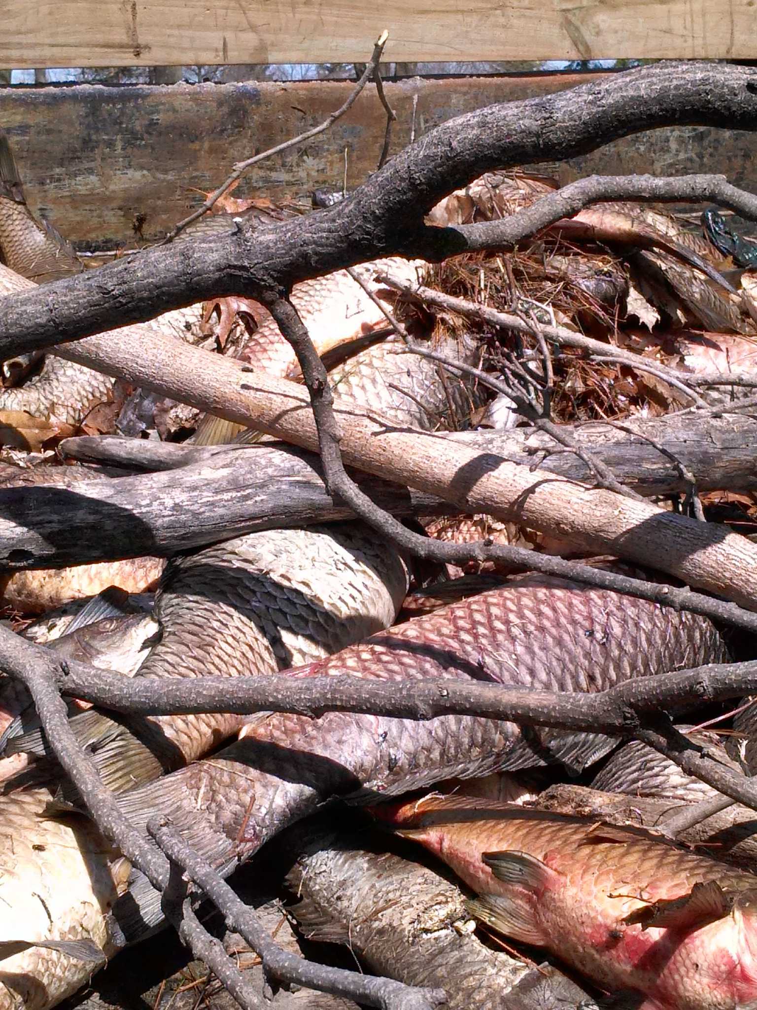 Schenectady Central Park fish dieoff blamed on harsh winter