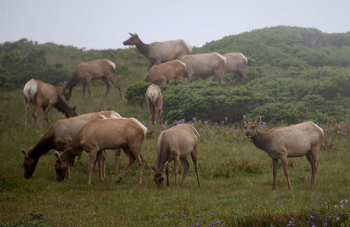 POINT REYES STATION, CA - APRIL 19: Tule Elk graze on grass in a field at Point Reyes National Seashore Elk Preserve on April 19, 2015 in Point Reyes Station, California. As California enters its fourth year of severe drought, the dry conditions are being blamed for the deaths of nearly 250 Tule Elk in the past two years at the 2,600-acre Point Reyes National Seashore Elk Preserve. The heard has dropped from 540 to 286 this past year. The National Park Service is considering bringing in water as ponds and grasses in the preserve dry up. (Photo by Justin Sullivan/Getty Images)