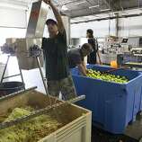 Sonoma County At Center Of State’s Hard Cider Revival - SFGate