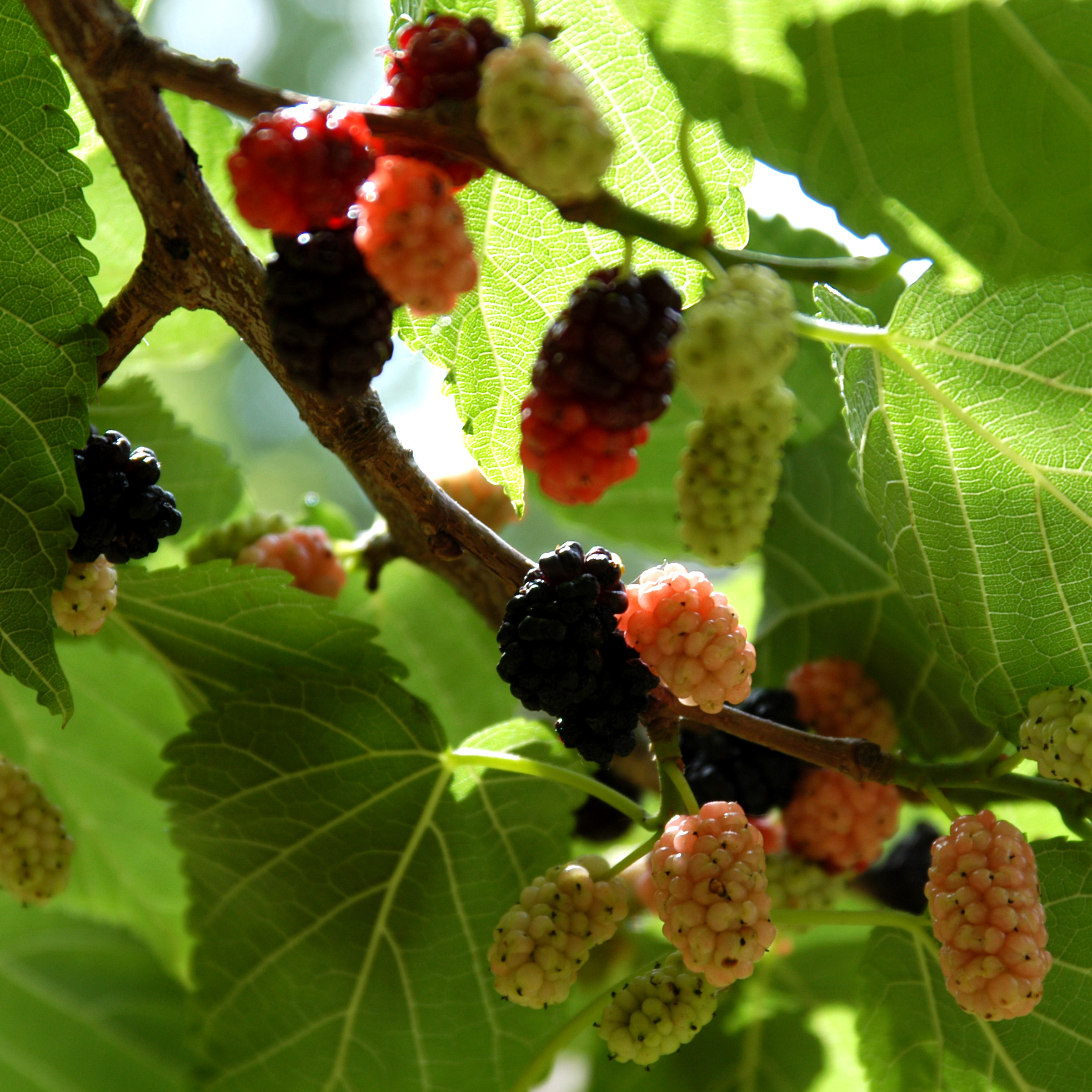 Fruit Trees - Home Gardening Apple, Cherry, Pear, Plum: Fruitless ...
