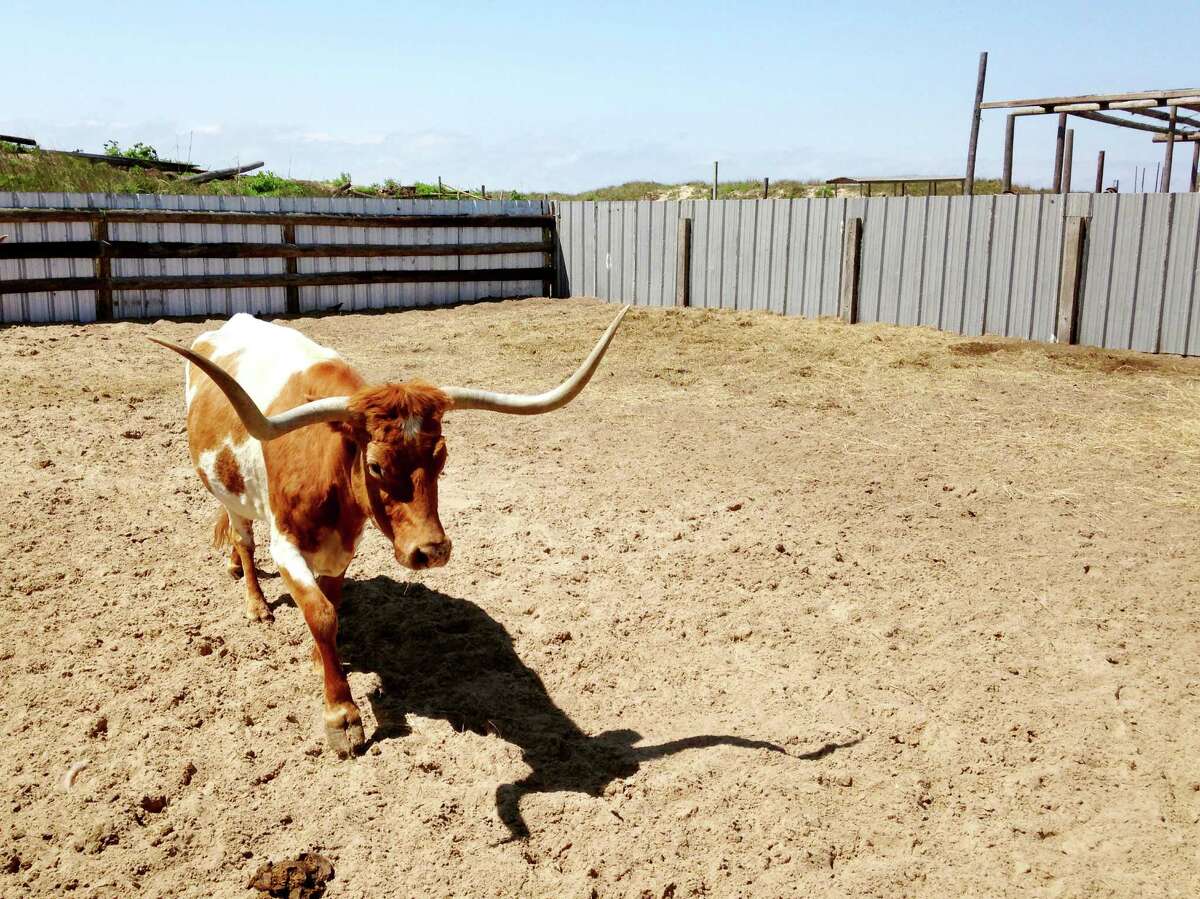 A longhorn looks for a handful of food at the Adventure Park on South Padre Island.