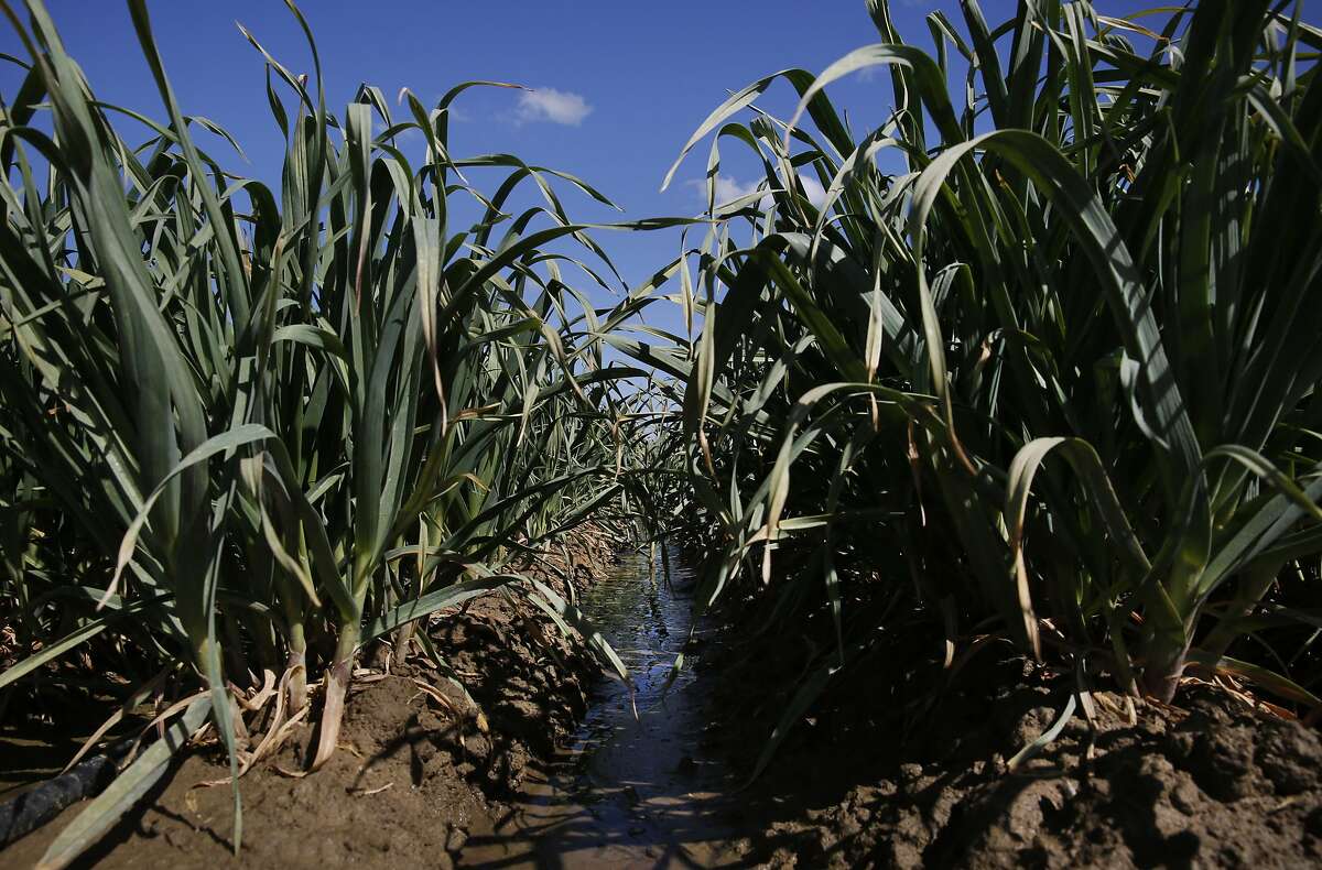 A worldclass farmer at the crossroads of California’s drought