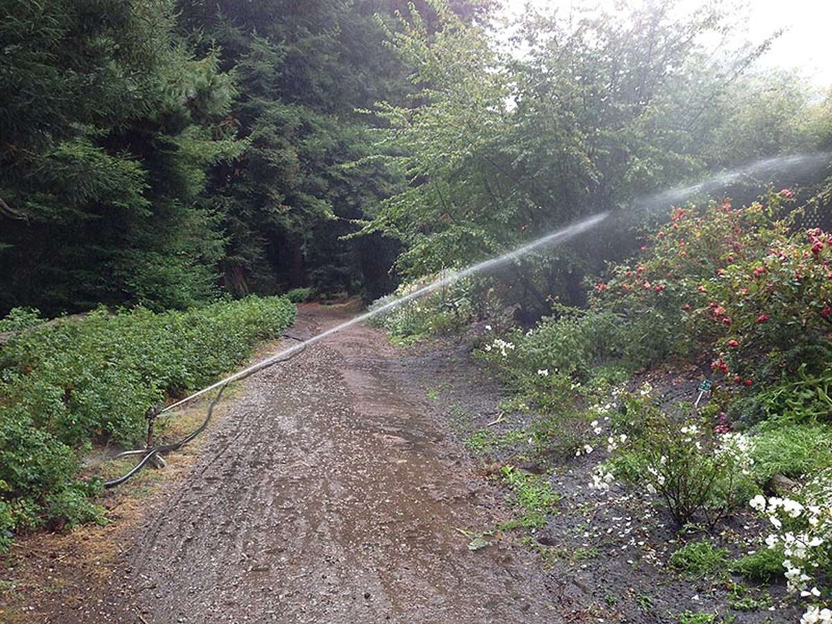 A reader took a picture of a garden (and dirt path) being watered, perhaps to the point of excess, in San Francisco’s Golden Gate Park.