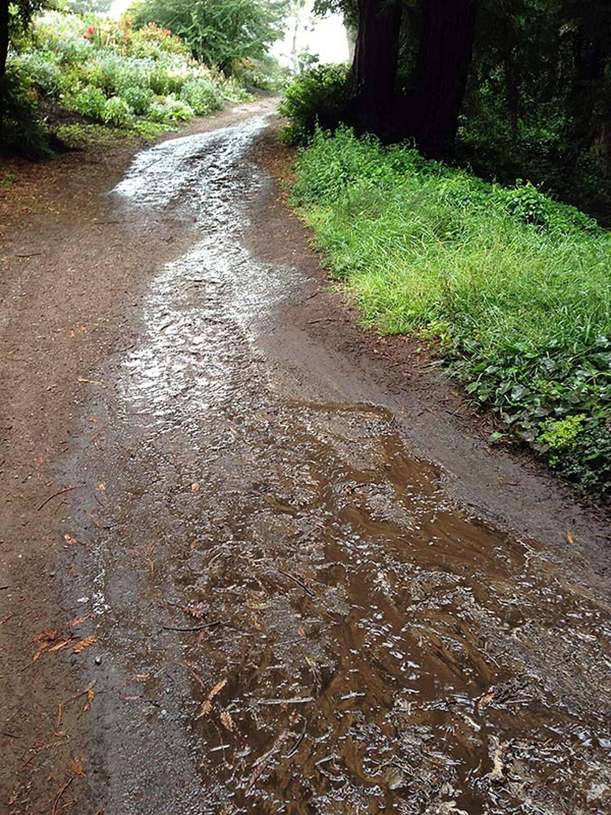 Irrigation water pools on a path in San Francisco’s Golden Gate Park as this reader-submitted photo shows.