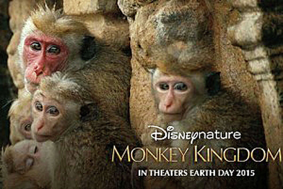 "Monkey Kingdom," narrated by Tina Fey, is a Disneynature documentary chronicling the lives of a community of macaque monkeys in Sri Lanka.