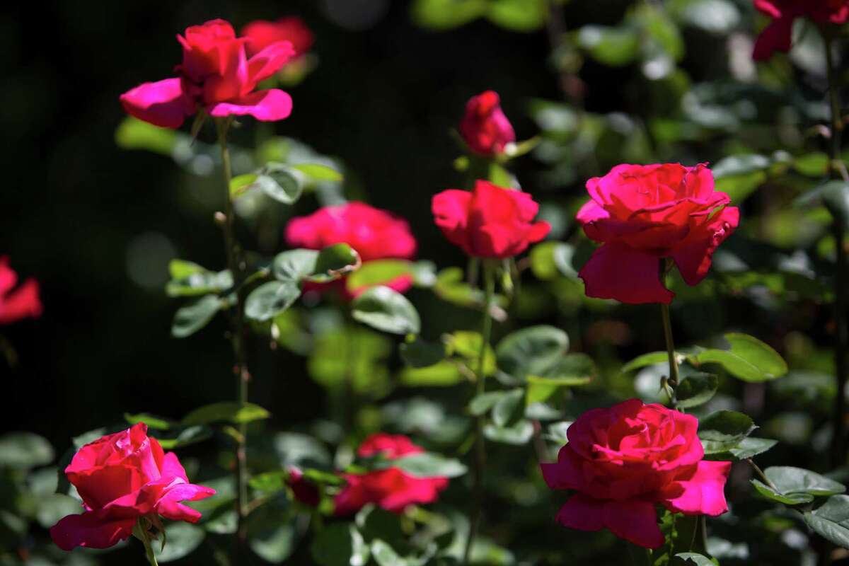 Houston has its own rose parade